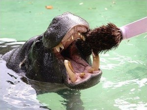 Photo of toothbrushing