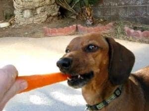 Dog eating carrot